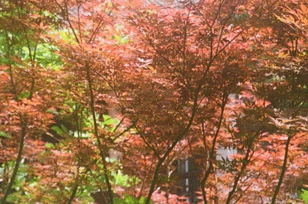 Citation Analysis feature background