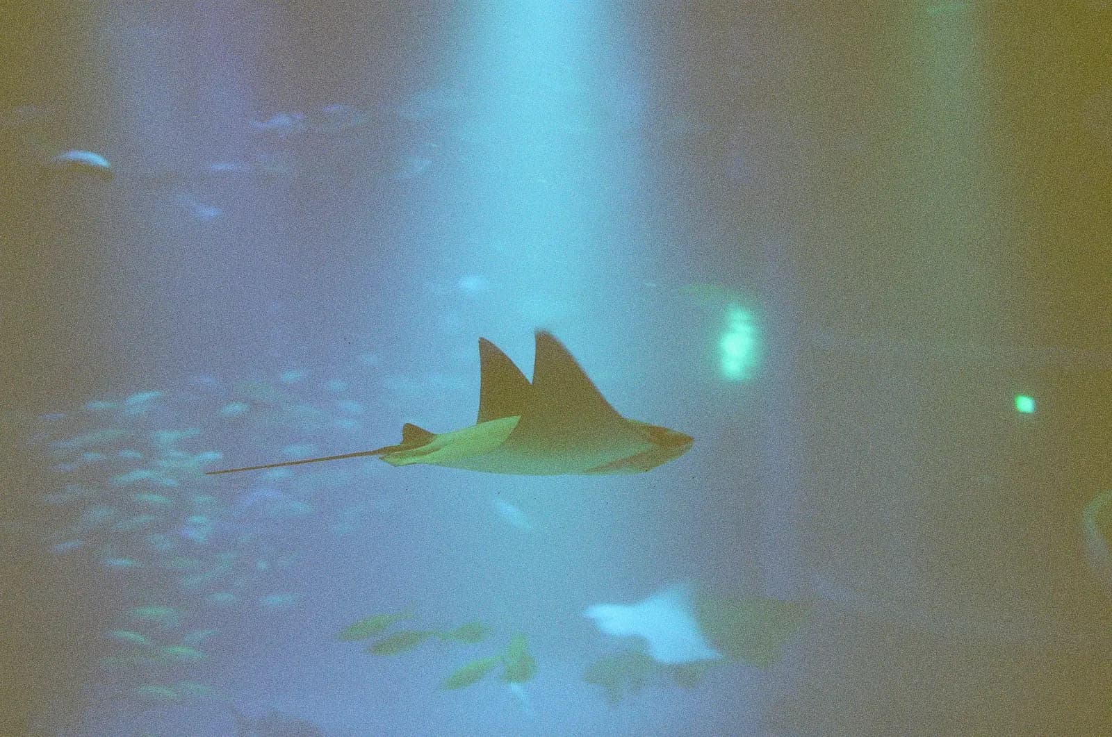 An eagle ray gliding through murky aquarium water, surrounded by refracted light and distorted visibility, a visual metaphor for brands navigating opaque AI systems where the truth gets bent.