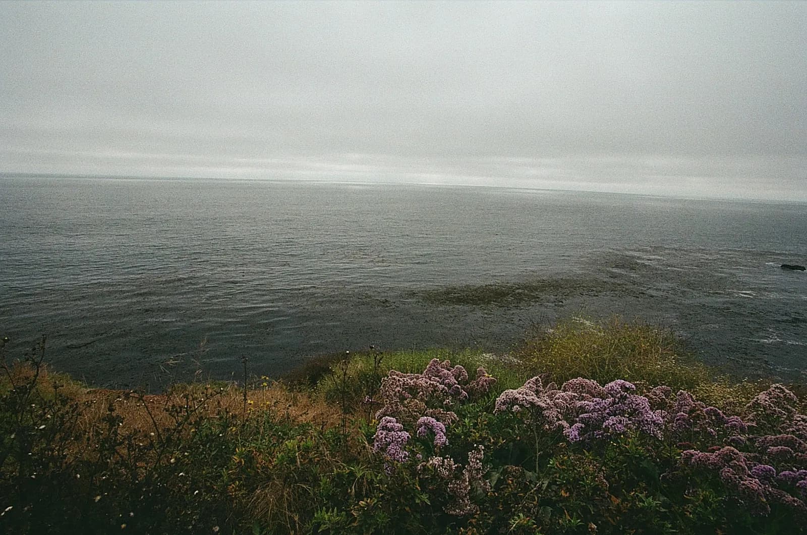 Coastal landscape with wildflowers overlooking a fog-covered ocean, representing the clarity that emerges when you look beyond the surface-level metrics to the evidence underneath