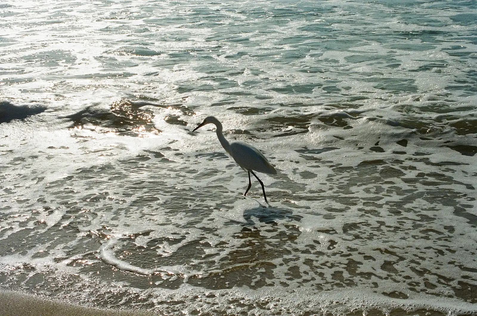 A white egret wading through sunlit ocean surf on a sandy beach, shot on film. A single figure navigating a vast, opaque system it cannot control.