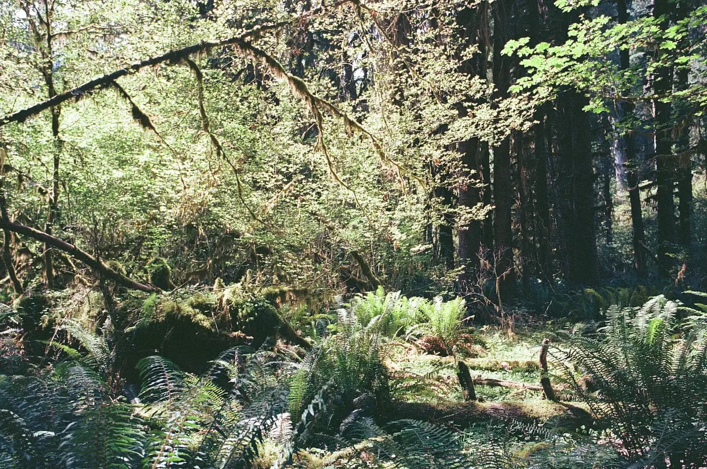 Film photograph representing the emerging landscape of AI-driven brand discovery, where visibility is earned through content authority rather than traditional search dominance.