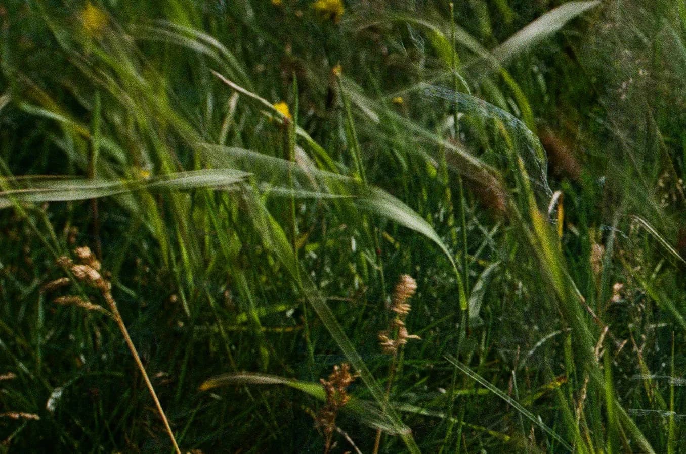 Recommendations feature background